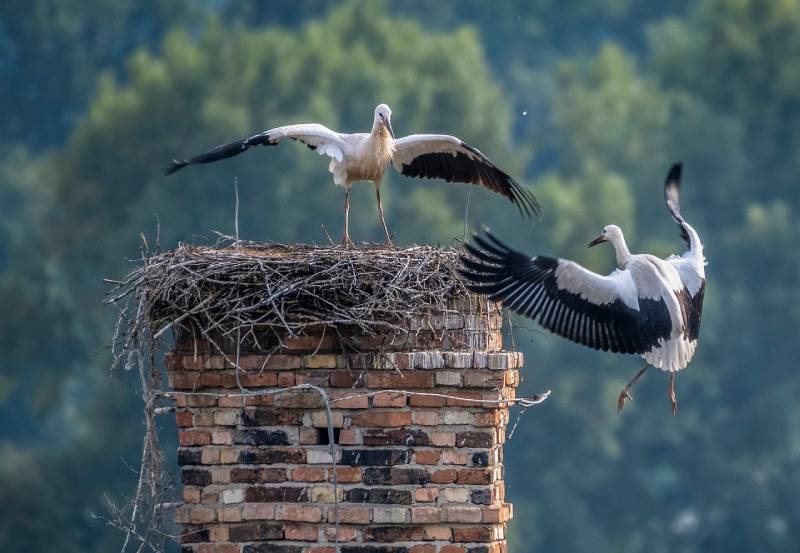 Expert Chimney Animal Removal in Elmwood Park, IL Professional Chimney Animal Removal Services in Elmwood Park, Illinois