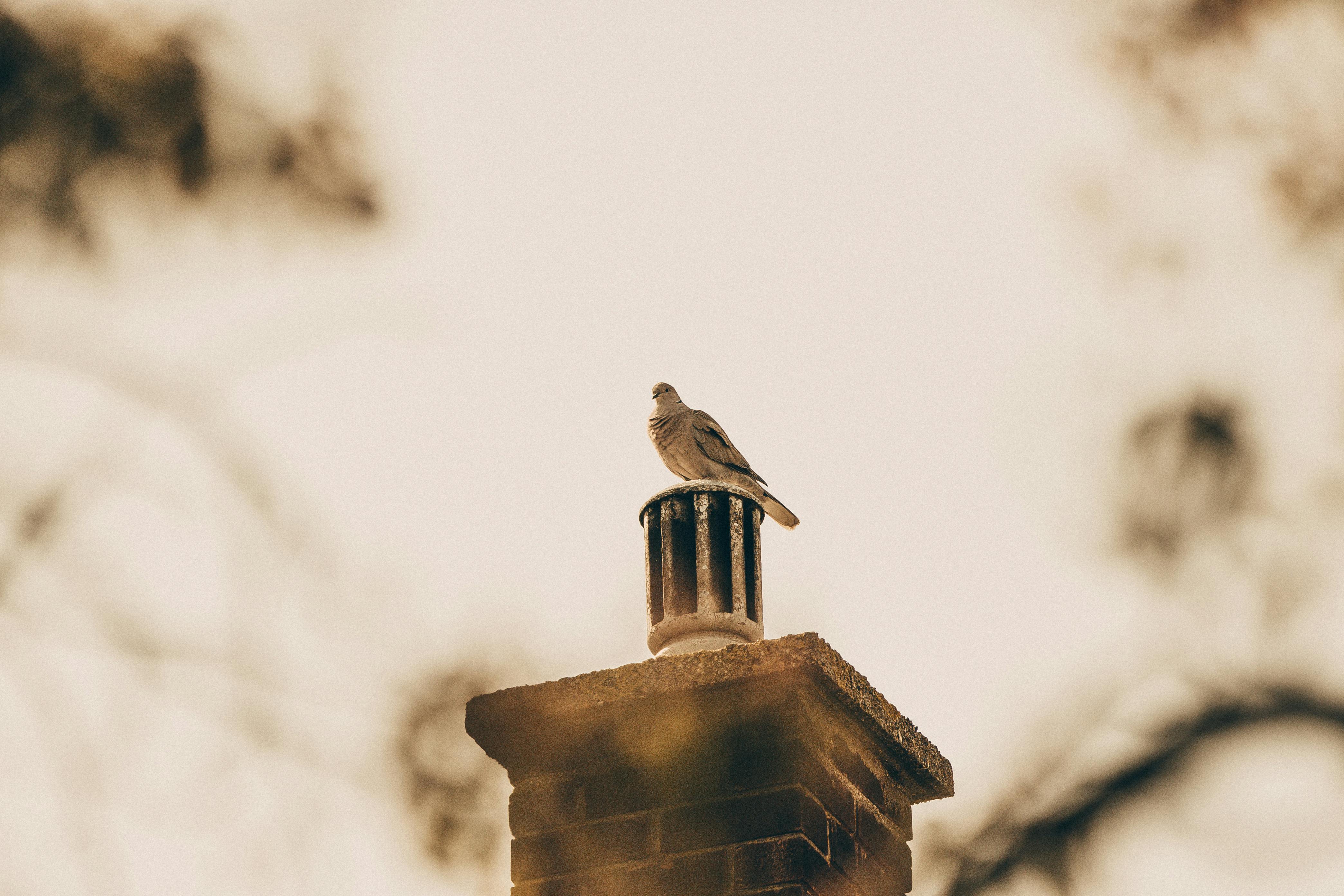 Professional Chimney Cap and Damper In Elmwood Park Illinois
